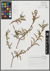 Foto von Salix alba L.